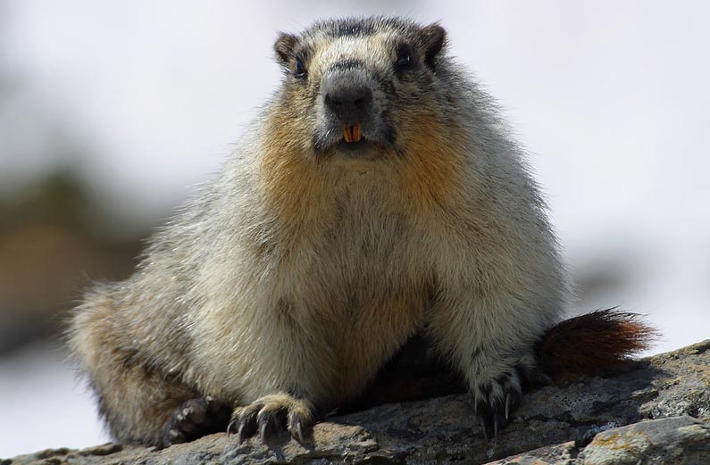 „Marmota flaviventris“ von Jon Sullivan - PDPhoto.org. Lizenziert unter Gemeinfrei über Wikimedia Commons - http://commons.wikimedia.org/wiki/File:Marmota_flaviventris.jpg#mediaviewer/File:Marmota_flaviventris.jpg